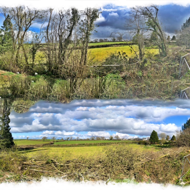 Cornish Trees & Gardens Ltd business image in Liskeard, Cornwall